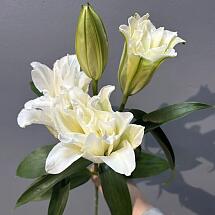 Купить цветы в магазине в городе Кемерово, Ленинск-Кузнецкий